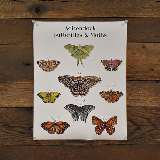 Adirondack Butterflies & Moths Poster