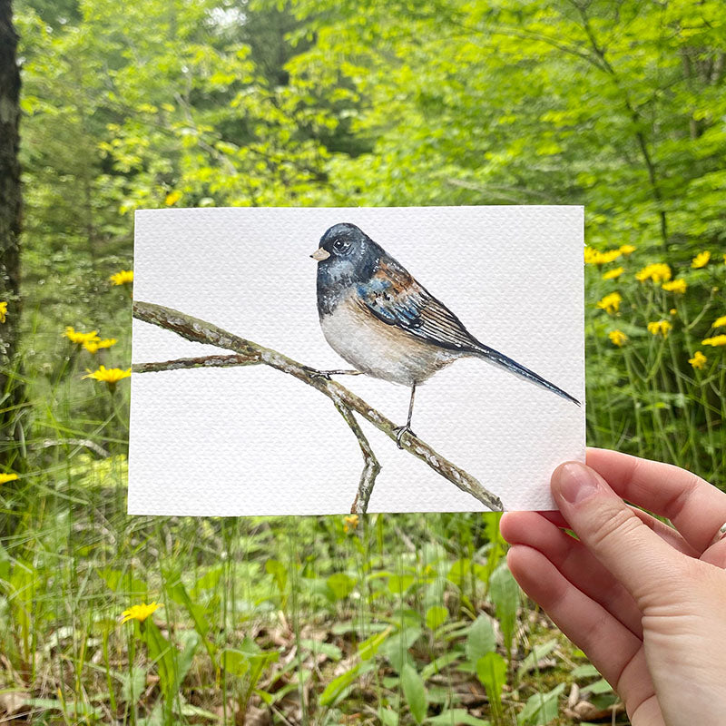 Junco 4x6 Watercolor Print