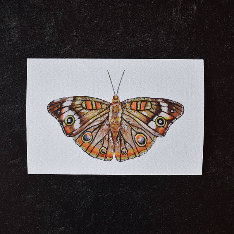 Common Buckeye Moth 4x6 Watercolor Print