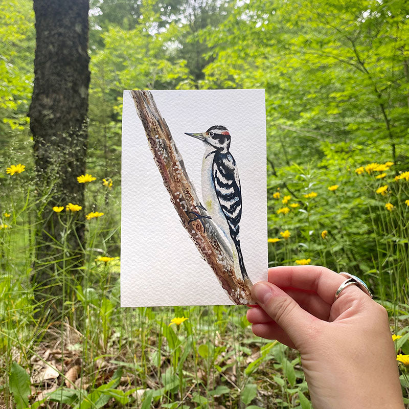 Hairy Woodpecker 4x6 Watercolor Print