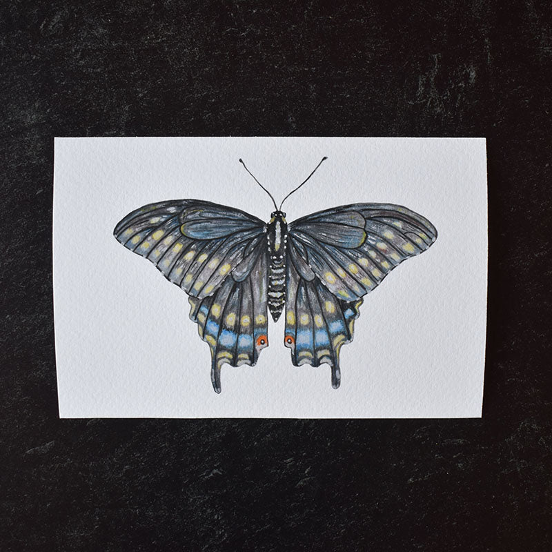 Black Swallowtail Butterfly 4x6 Watercolor Print