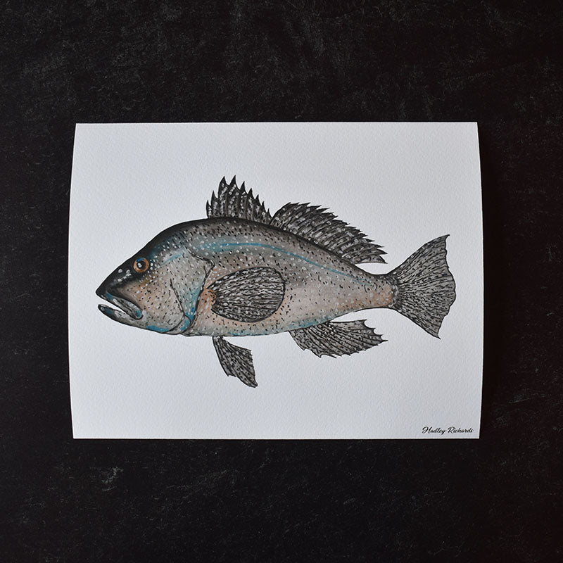 Black Sea Bass 8x10 Watercolor Print