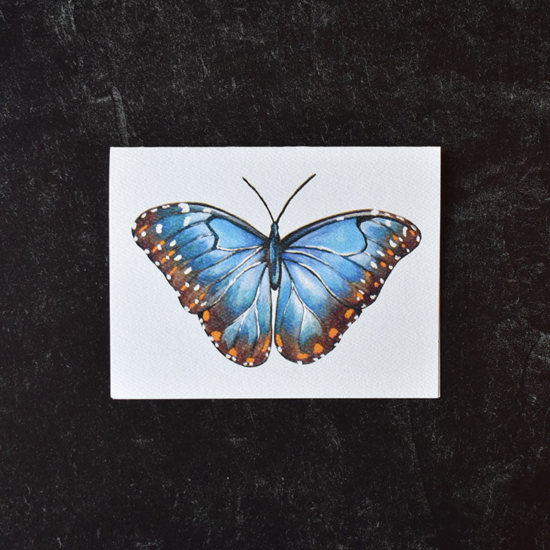 Blue Morpho Butterfly Greeting Cards