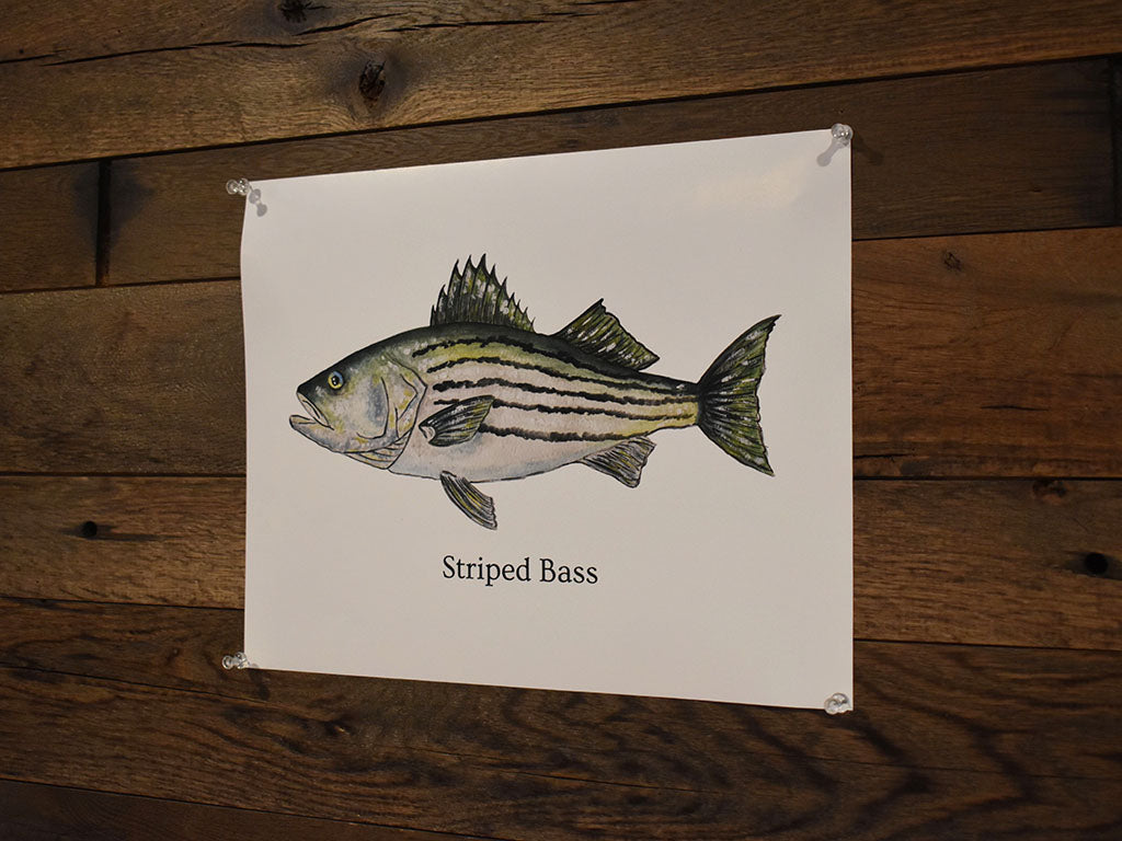 Striped Bass Poster