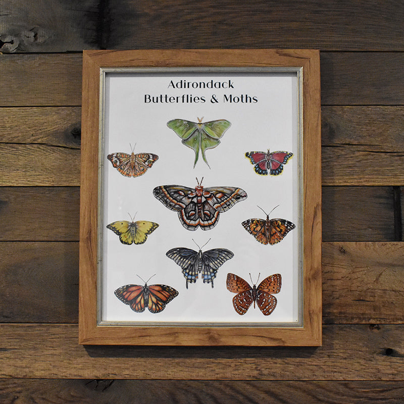 Adirondack Butterflies & Moths Poster