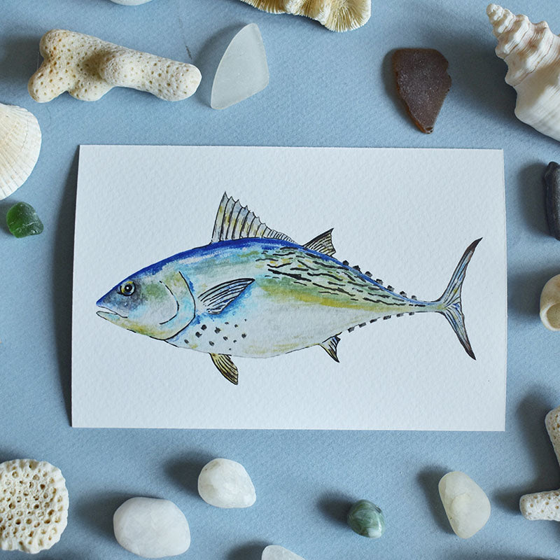False Albacore Tuna 4x6 Watercolor Print