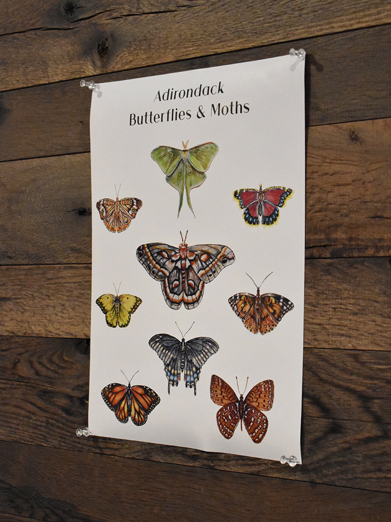 Adirondack Butterflies & Moths Poster