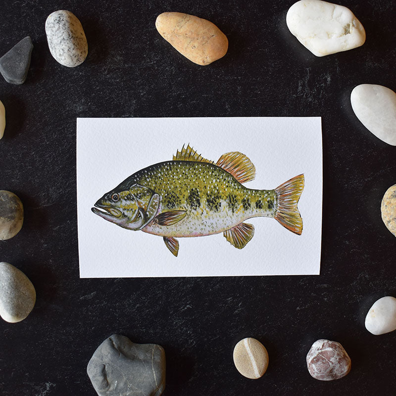 Large Mouth Bass 4x6 Watercolor Print