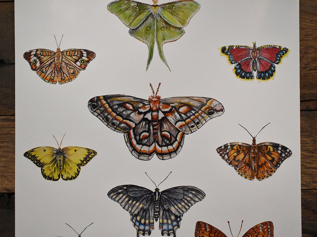 Adirondack Butterflies & Moths Poster