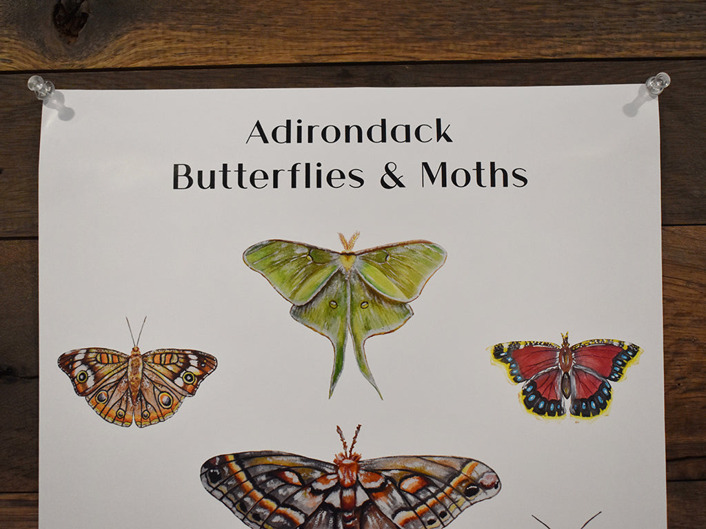 Adirondack Butterflies & Moths Poster