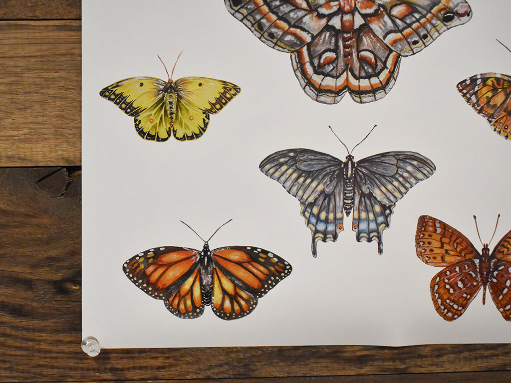 Adirondack Butterflies & Moths Poster