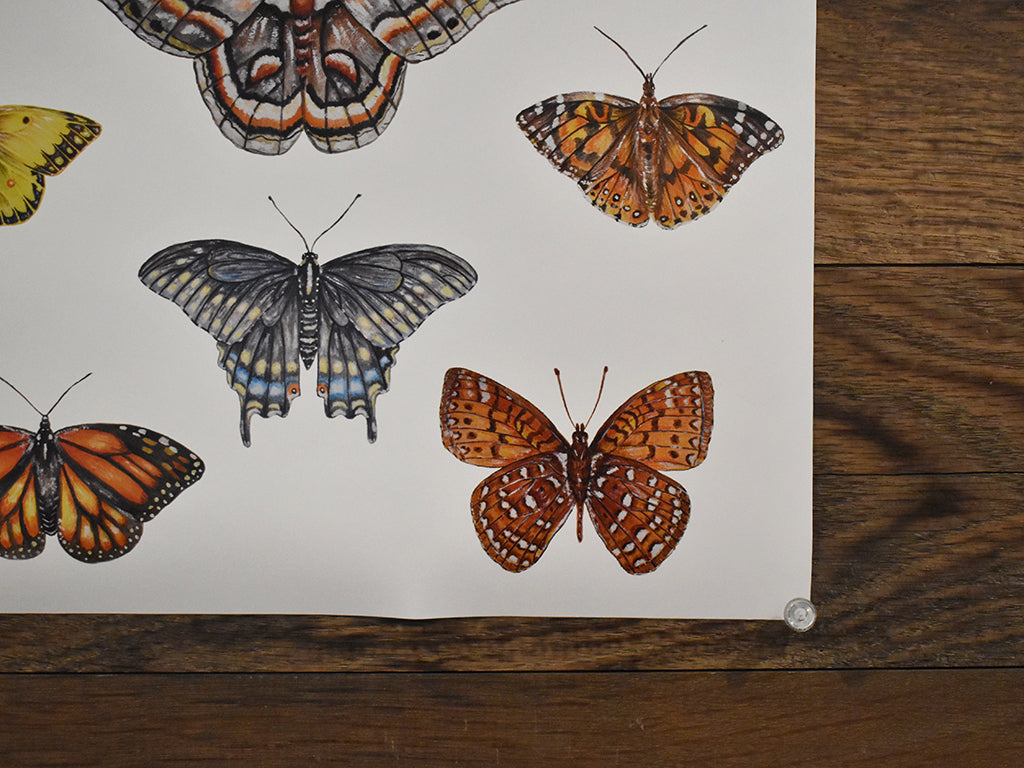 Adirondack Butterflies & Moths Poster