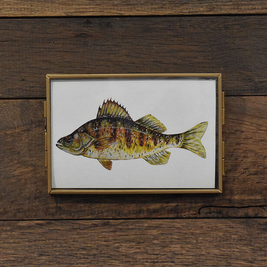 Yellow Perch 4x6 Watercolor Print