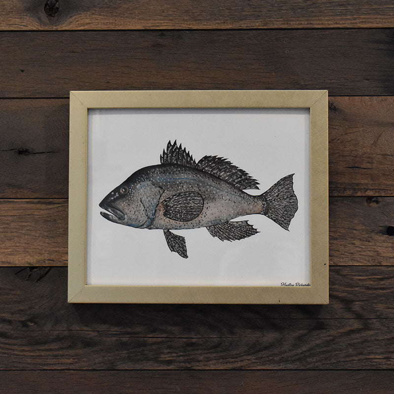 Black Sea Bass 8x10 Watercolor Print