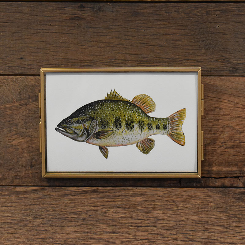 Large Mouth Bass 4x6 Watercolor Print