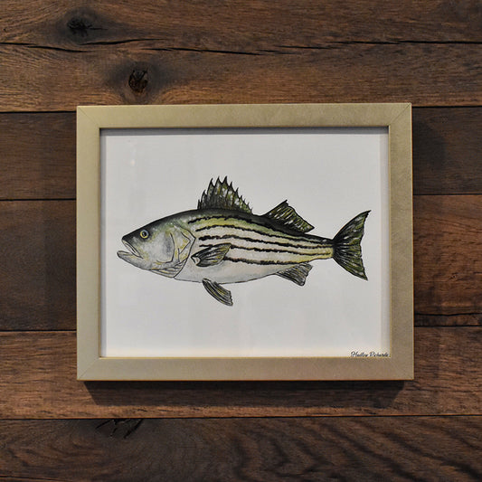 Striped Bass 8x10 Watercolor Print