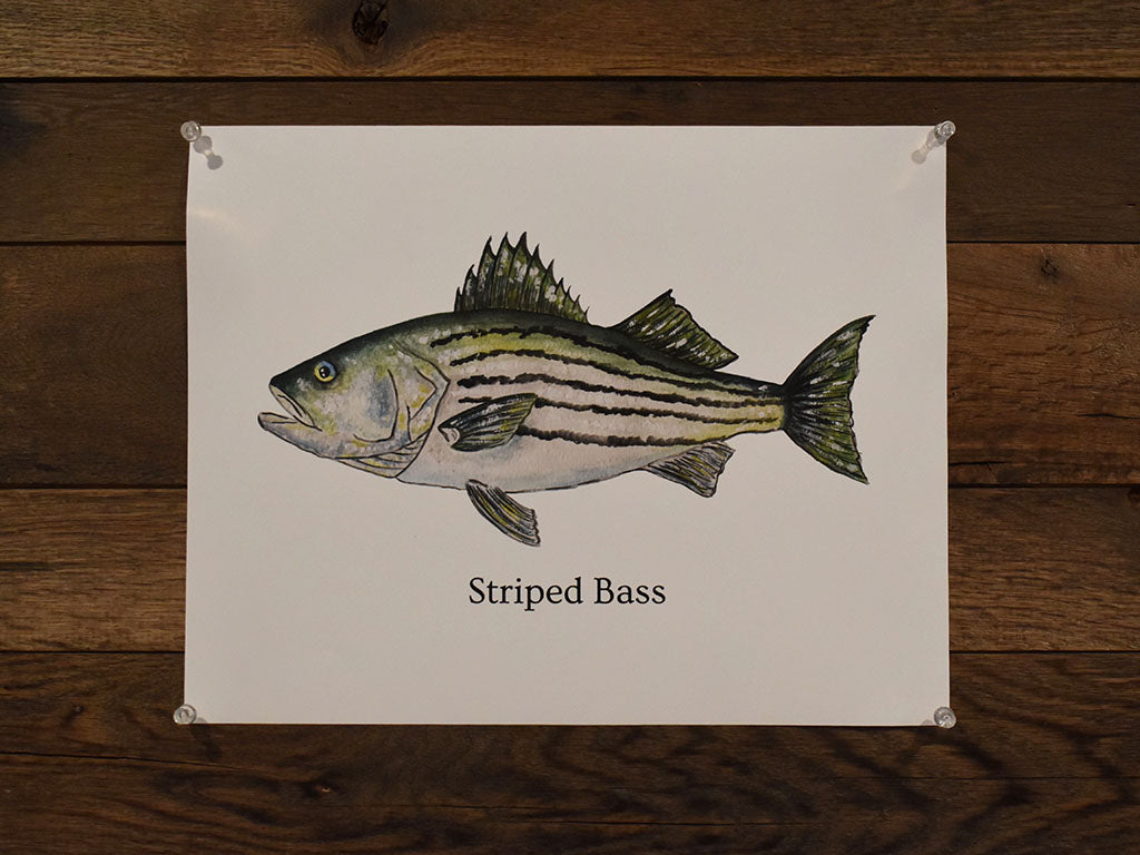 Striped Bass Poster