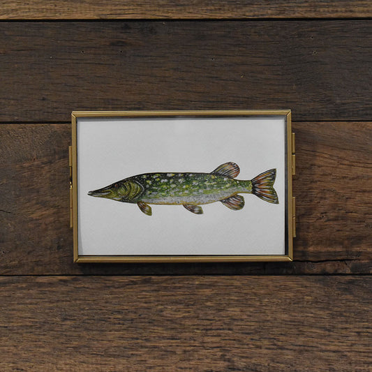 Northern Pike 4x6 Watercolor Print