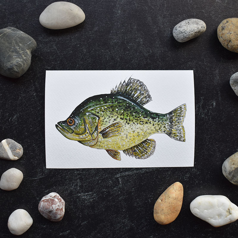 Black Crappie 4x6 Watercolor Print