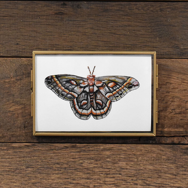 Cecropia Silk Moth 4x6 Watercolor Print