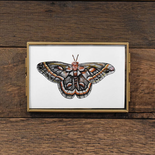 Cecropia Silk Moth 4x6 Watercolor Print