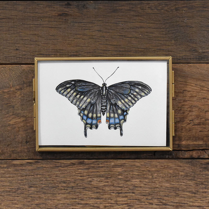 Black Swallowtail Butterfly 4x6 Watercolor Print