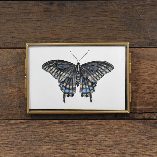 Black Swallowtail Butterfly 4x6 Watercolor Print