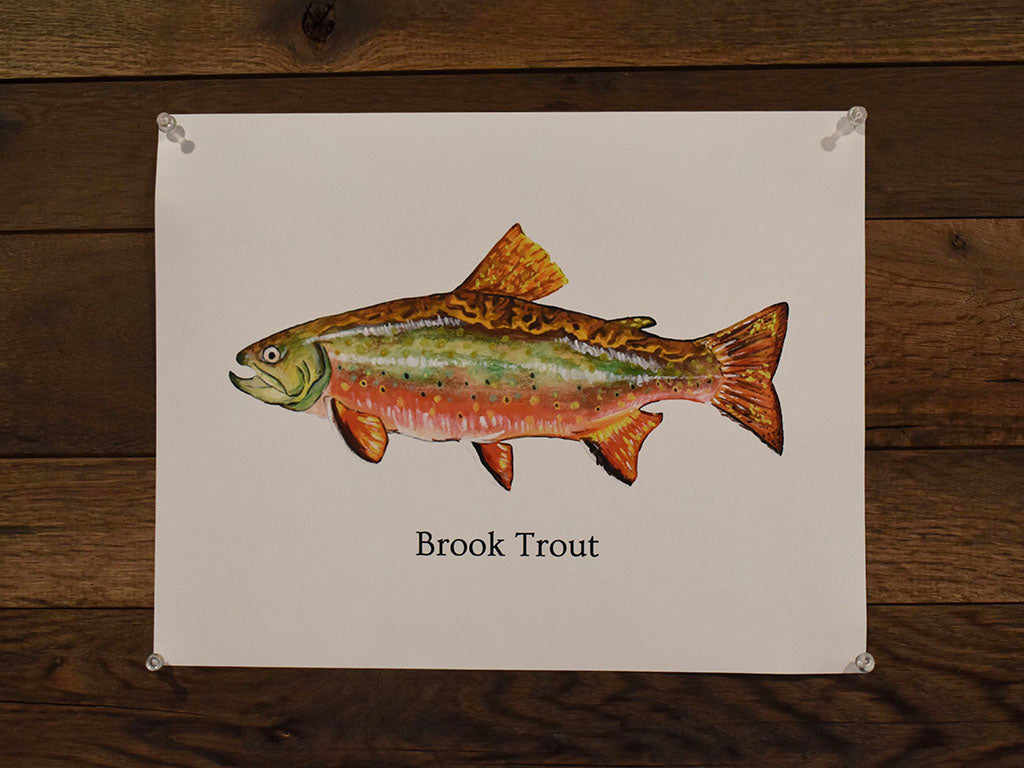 Brook Trout Poster