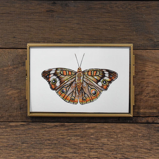 Common Buckeye Moth 4x6 Watercolor Print