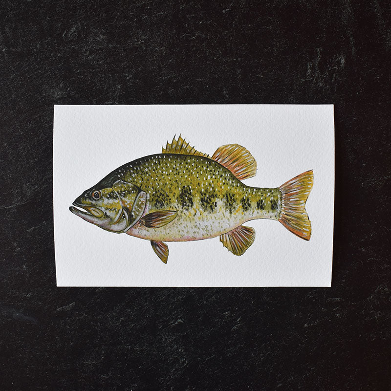 Large Mouth Bass 4x6 Watercolor Print
