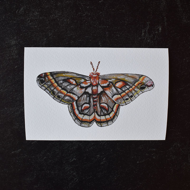 Cecropia Silk Moth 4x6 Watercolor Print