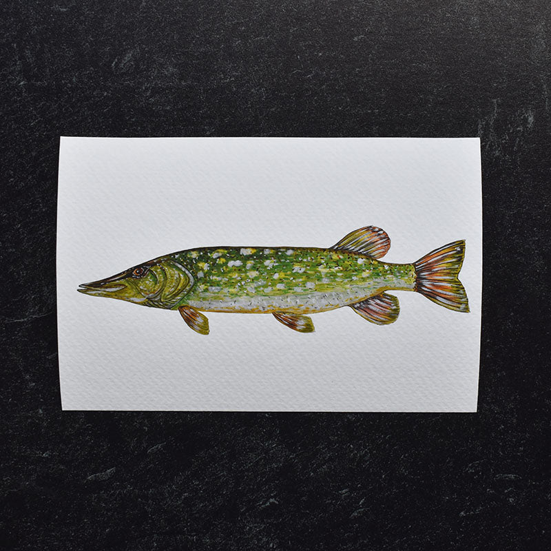Northern Pike 4x6 Watercolor Print
