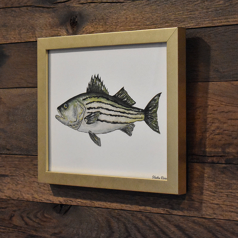 Striped Bass 8x10 Watercolor Print