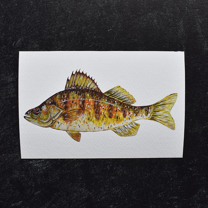 Yellow Perch 4x6 Watercolor Print