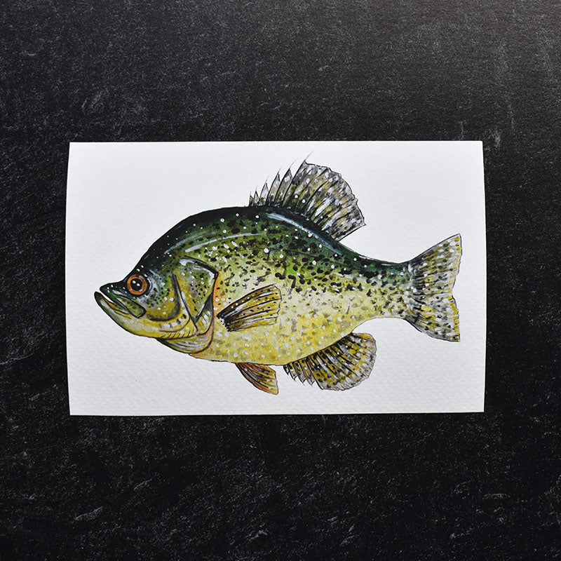 Black Crappie 4x6 Watercolor Print