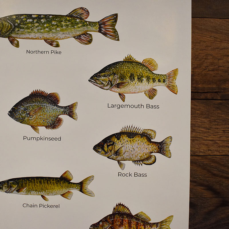 Fish of Long Lake Poster