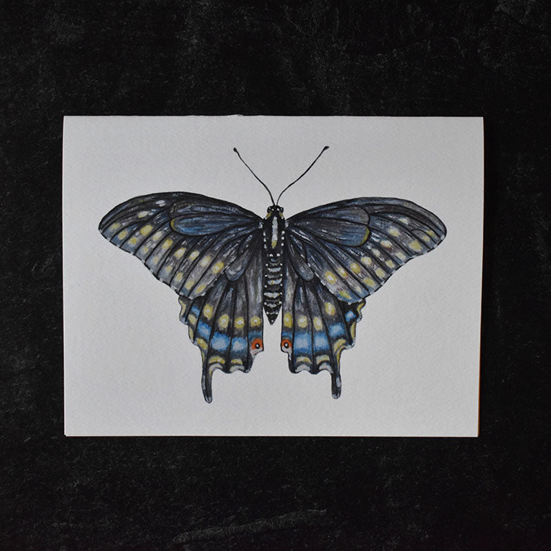 Black Swallowtail Butterfly Greeting Cards