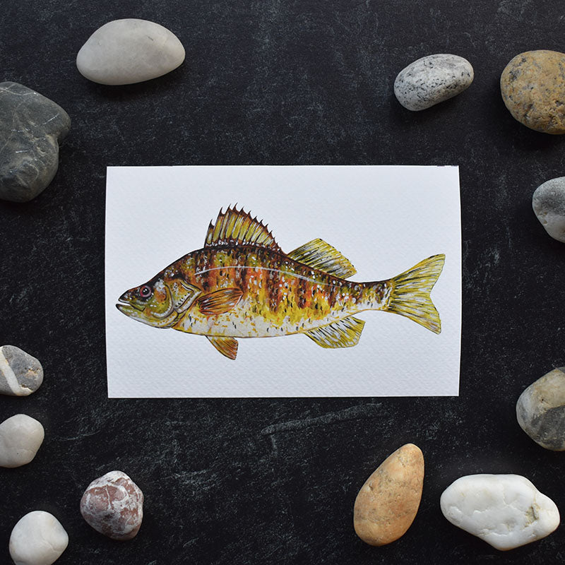 Yellow Perch 4x6 Watercolor Print