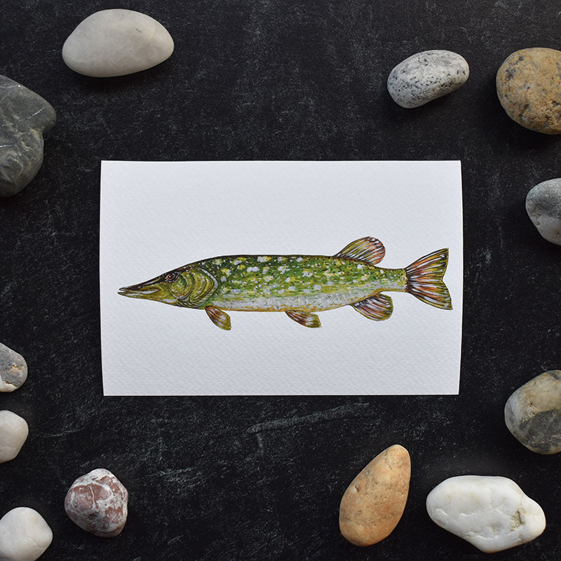 Northern Pike 4x6 Watercolor Print