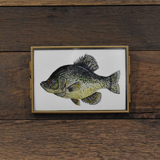 Black Crappie 4x6 Watercolor Print