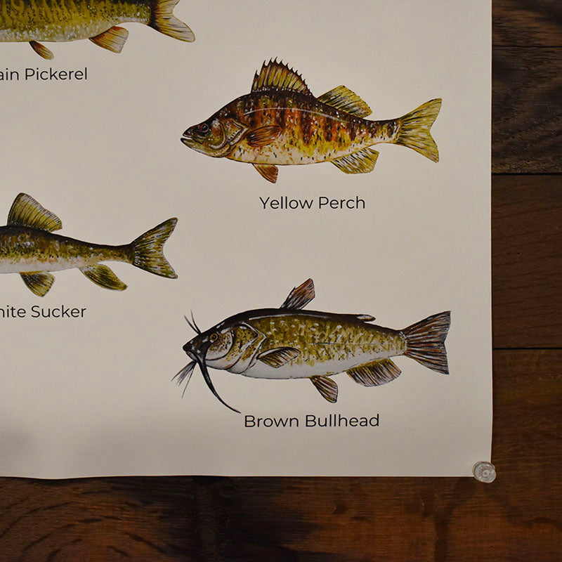 Fish of Long Lake Poster