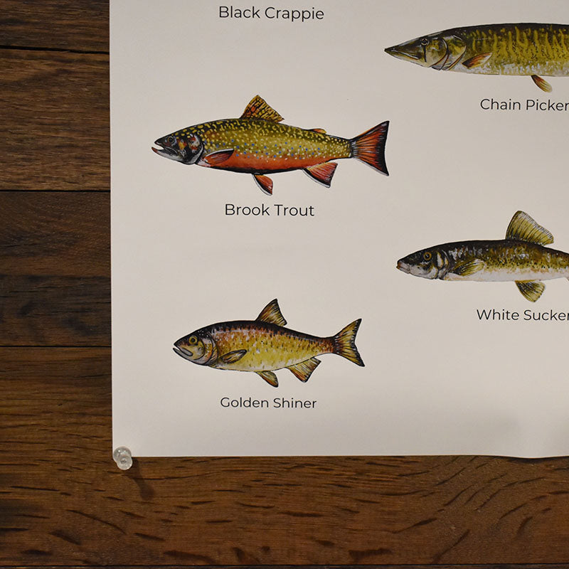 Fish of Long Lake Poster